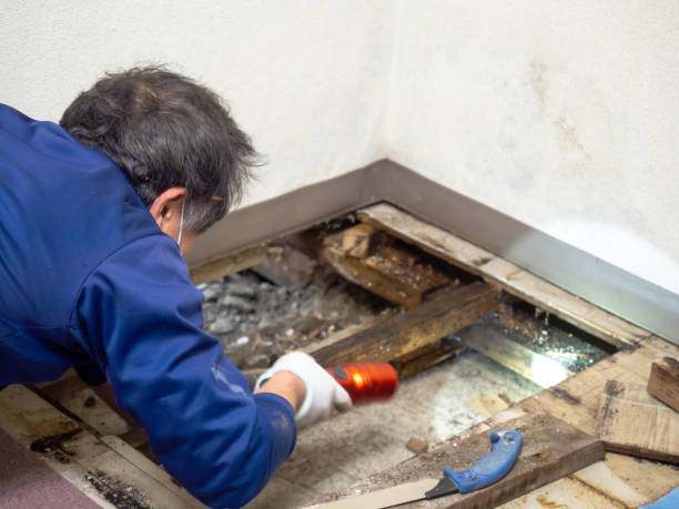 Best Commercial Mold Inspection  in Stony Point, MI